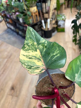 Kép betöltése a galériamegjelenítőbe: Philodendron "Strawberry Shake" 3. - Tropical Home 
