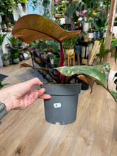 Kép betöltése a galériamegjelenítőbe: Philodendron "Strawberry Shake" 3. - Tropical Home 
