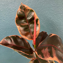 Kép betöltése a galériamegjelenítőbe: Ficus elastica &quot;Belize&quot; - Szobafikusz - Rubber plant - Tropical Home 
