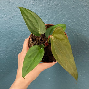 Anthurium magnificum x Anthurium nigrolaminum Gigi