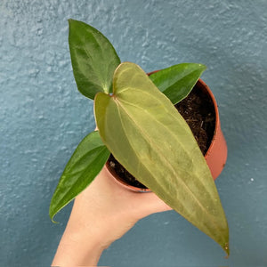 Anthurium magnificum x Anthurium nigrolaminum Gigi