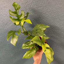 Kép betöltése a galériamegjelenítőbe: Rhaphidophora tetrasperma (Monstera minima)
