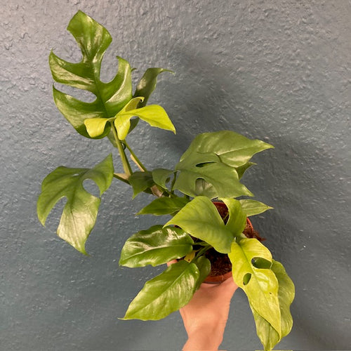 Rhaphidophora tetrasperma (Monstera minima) - Tropical Home 