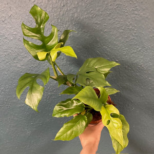 Rhaphidophora tetrasperma (Monstera minima)