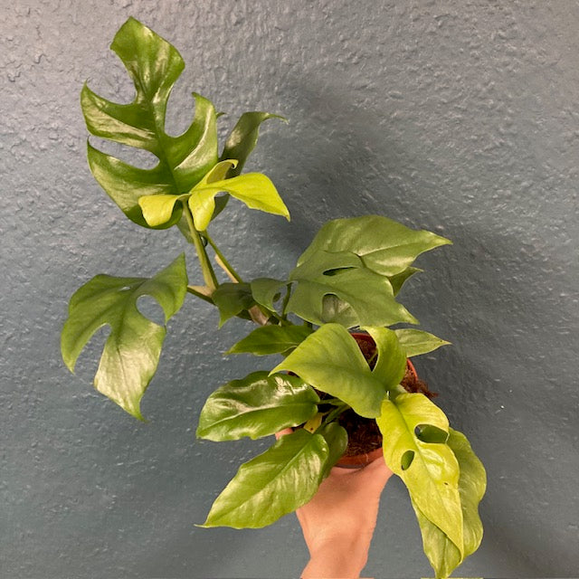 Rhaphidophora tetrasperma (Monstera minima)