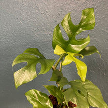 Kép betöltése a galériamegjelenítőbe: Rhaphidophora tetrasperma (Monstera minima)
