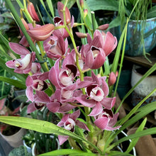 Kép betöltése a galériamegjelenítőbe: Cymbidium - Csónakorchidea - Több színben
