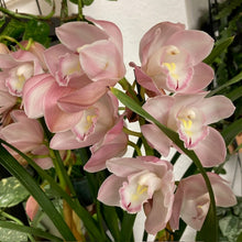 Kép betöltése a galériamegjelenítőbe: Cymbidium - Csónakorchidea - Több színben
