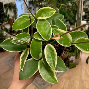 Hoya carnosa "Krimson Queen" - Húsos viaszvirág