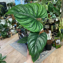 Kép betöltése a galériamegjelenítőbe: Philodendron plowmanii
