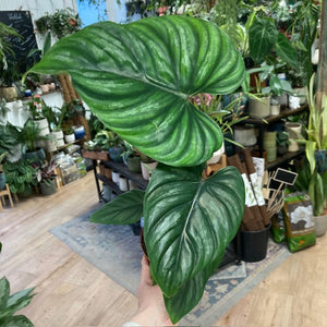 Philodendron plowmanii