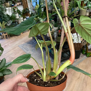 Philodendron plowmanii