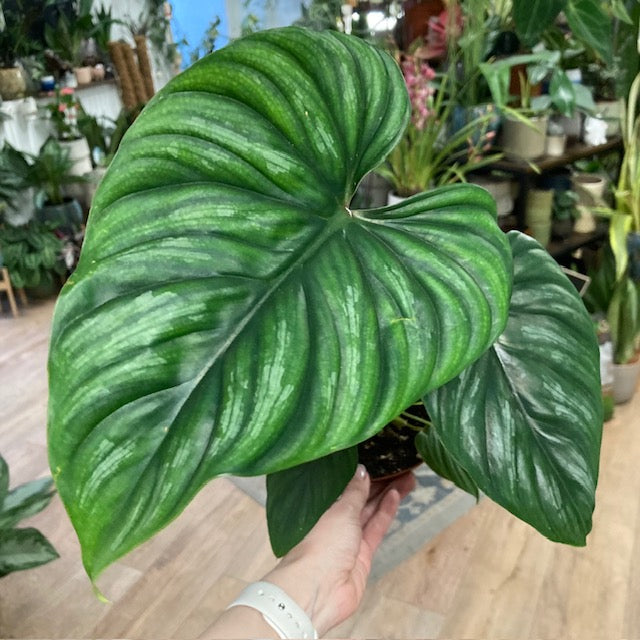 Philodendron plowmanii