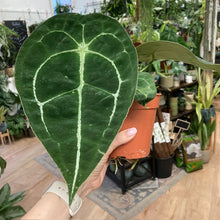 Kép betöltése a galériamegjelenítőbe: Anthurium forgetii
