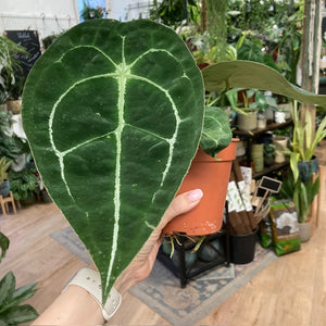 Anthurium forgetii