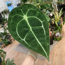 Kép betöltése a galériamegjelenítőbe: Anthurium forgetii
