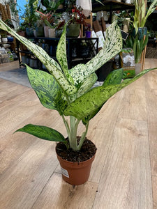 Dieffenbachia seguine "Snowflake" - Buzogányvirág - Dumb cane