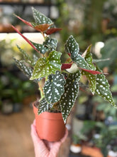 Kép betöltése a galériamegjelenítőbe: Begonia maculata "Spotlight green" 12cm
