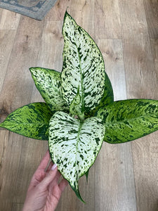 Dieffenbachia seguine "Snowflake" - Buzogányvirág - Dumb cane