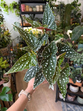 Kép betöltése a galériamegjelenítőbe: Begonia maculata "Spotlight green" 12cm
