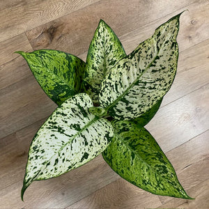 Dieffenbachia seguine "Snowflake" - Buzogányvirág - Dumb cane