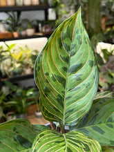 Kép betöltése a galériamegjelenítőbe: Aglaonema "Red army" 12cm (Pictum x Rotundum)
