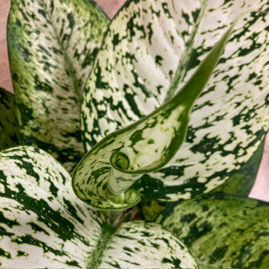 Dieffenbachia seguine "Snowflake" - Buzogányvirág - Dumb cane