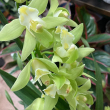 Kép betöltése a galériamegjelenítőbe: Cymbidium - Csónakorchidea - Több színben
