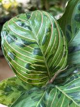 Kép betöltése a galériamegjelenítőbe: Aglaonema "Red army" 12cm (Pictum x Rotundum)
