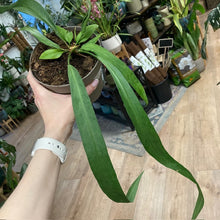 Kép betöltése a galériamegjelenítőbe: Anthurium vittarifolium
