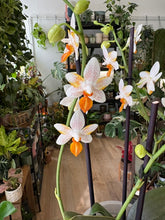 Kép betöltése a galériamegjelenítőbe: Phalaenopsis Mini Mark "Sunsplash" 12cm
