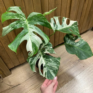 Monstera deliciosa albo variegata 1. - 15cm cserép