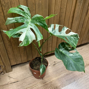 Monstera deliciosa albo variegata 1. - 15cm cserép