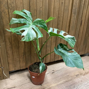 Monstera deliciosa albo variegata 1. - 15cm cserép