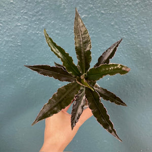 Ardisia sp. Pinky - Terráriumi növény