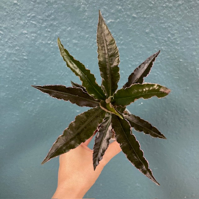 Ardisia sp. Pinky - Terráriumi növény