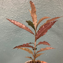 Kép betöltése a galériamegjelenítőbe: Ardisia sp. Pinky - Terráriumi növény
