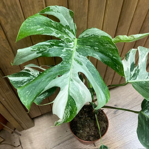 Monstera deliciosa albo variegata 1. - 15cm cserép