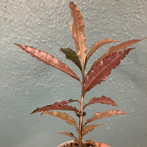 Ardisia sp. Pinky - Terráriumi növény