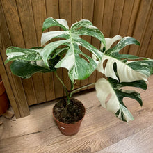 Kép betöltése a galériamegjelenítőbe: Monstera deliciosa albo variegata 2. - 15cm cserép
