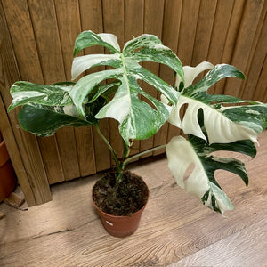 Monstera deliciosa albo variegata 2. - 15cm cserép