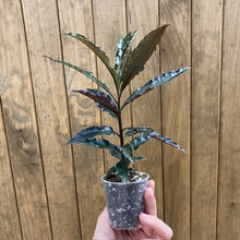 Kép betöltése a galériamegjelenítőbe: Ardisia sp. Pinky - Terráriumi növény
