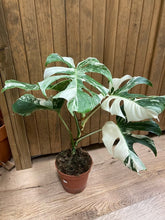 Kép betöltése a galériamegjelenítőbe: Monstera deliciosa albo variegata 2. - 15cm cserép
