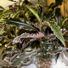 Kép betöltése a galériamegjelenítőbe: Ardisia sp. Pinky - Terráriumi növény
