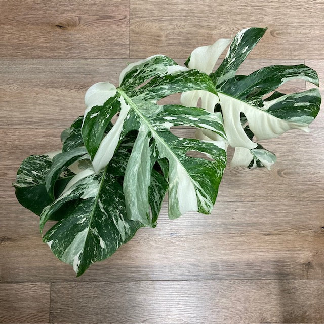 Monstera deliciosa albo variegata 2. - 15cm cserép