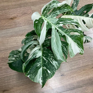 Monstera deliciosa albo variegata 2. - 15cm cserép