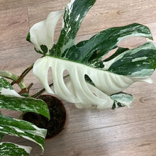 Kép betöltése a galériamegjelenítőbe: Monstera deliciosa albo variegata 2. - 15cm cserép
