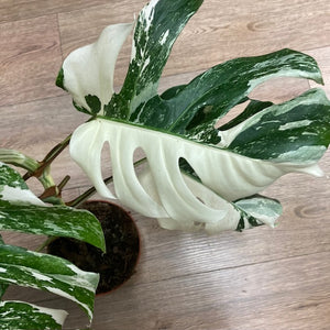 Monstera deliciosa albo variegata 2. - 15cm cserép