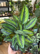 Kép betöltése a galériamegjelenítőbe: Calathea ornata "Beauty star" 12cm - Zebralevél
