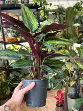 Kép betöltése a galériamegjelenítőbe: Calathea ornata "Beauty star" 12cm - Zebralevél
